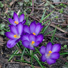 Macro photo purple spring blooming crocus flowers. Closeup of purple crocuses