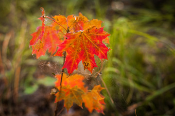 red orange maple leaves in a web on a background of blurred green grass