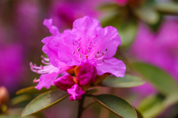 Fototapeta na wymiar Pink purple flowers of a Rhododendron inflorescence.