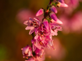 Obraz premium Close up of beautiful blooming purple heather flower. Selective focus.
