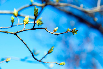 Green blossoming leaves on a branch against a blue sky
