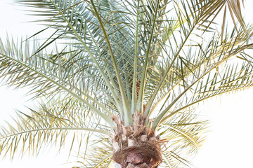 palm tree on a white background