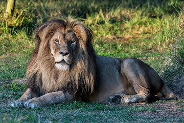 Naklejka premium Lion photographed in South Africa. Picture made in 2019.