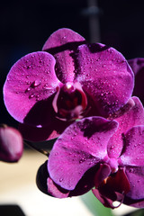 orchidea acqua gocce colori 