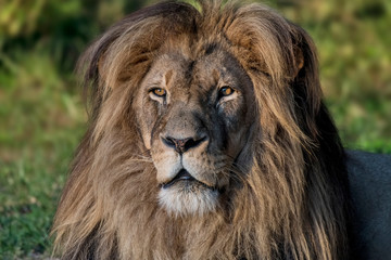 Lion photographed in South Africa. Picture made in 2019.