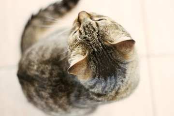 
fluffy cat is looking at you