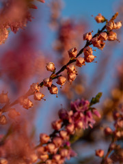 Close up of beautiful blooming purple heather flower. Selective focus.