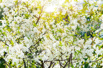Blossom tree over nature background/ Spring flowers/Spring Background