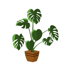 Ficus plant in pot isolated on the white background, vector illustration
