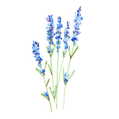Blue lavender flowers