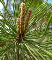 sprouting pine buds in spring close-up