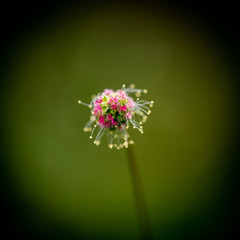 Almost alien like flower enhanced by a shallow depth of field. Simple composition with strong vignette to give notice to subject.