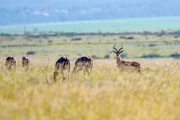 Impala photographed in South Africa. Picture made in 2019.