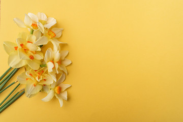 Bouquet of yellow daffodils on a yellow background. Conceptual background with daffodils with copy space