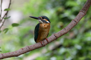 Close-up Of Common Kingfisher Perching On Branch