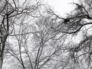 Tree branches in the winter forest