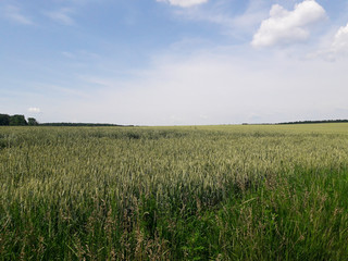 Green wheat in the open field in summer