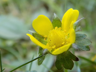Yellow Wildflower Close-up