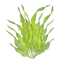 watercolor green seaweed