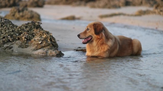 Close shot of Asian Dog sitting and chilling on water at the beach during sunset. slowmotion shot.