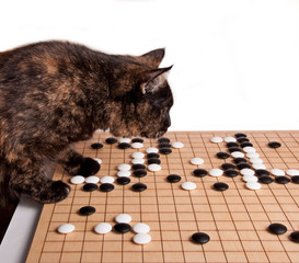 Cat playing board game Go (weiqi, wei-chi)