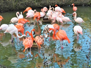 Obraz premium group of pink flamingos