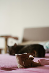 children's shoe on the background of a beautiful cat