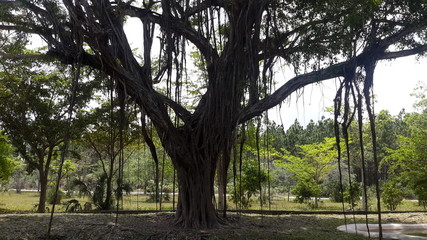 Fototapeta premium trees in the park