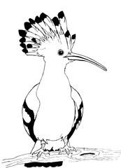 Portrait of a hoopoe bird. Black and white drawing for coloring - 345728807