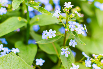 Brunner flowers in the spring garden. Spring. Awakening of nature.