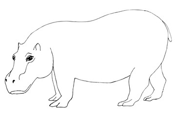Drawing of a Hippo. Black and white drawing for coloring - 345728867