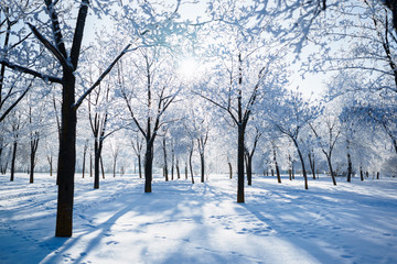 winter trees covered with frost Winter Branch