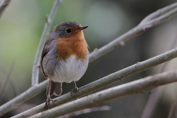 robin bird decorative branch cute