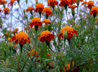 marigold flowers on a background of green leaves in the park