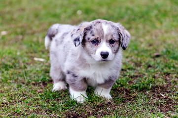 A small puppy of 1.5 months with a light color Corgi breed for a walk.