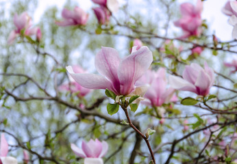 Fototapeta na wymiar Magnolia flower, tree branches with large fragrant magnolia flowers on a sunny day