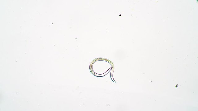 Nematode worm on a white background in center of frame under a microscope. Theme of laboratory biological research under microscope. Microscopic protozoa with a visible organ system in a drop of water