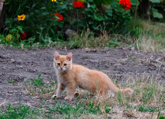 beautiful kitten, red, small, playful, pet in the yard
