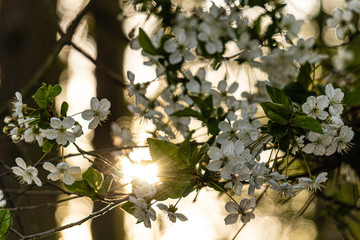 Apfelblüte
