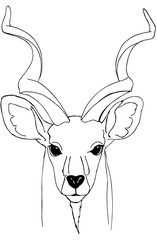 Portrait of a Kudu antelope. Black and white drawing for coloring - 345729239