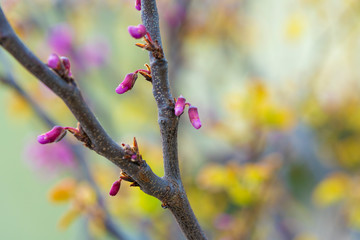 Eastern redbud tree (Cercis canadensis) blossoms in spring time