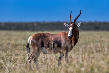 Naklejka na ściany i meble Bontebok photographed in South Africa. Picture made in 2019.