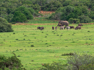 Fototapeta premium Various South African animals in green environment