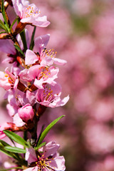 Wild pink fragile almond tree blossom blooming in spring. Beautiful tender flower on sunny day.