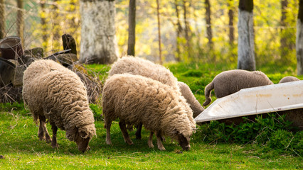 Obraz premium Sheep on pasture. Spring, Farmhouse. 