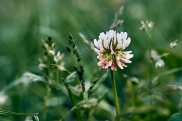 Close up of white clover flower blooming on green background.A selective focus picture of grass flower with insect and natural green blurred background.Wild grass flowers