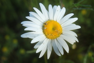 Fototapeta premium Wild daisy