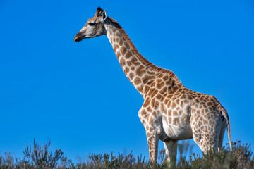 Northern giraffe photographed in South Africa. Picture made in 2019.