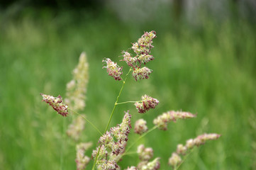 Flowering Dactylis glomerata
