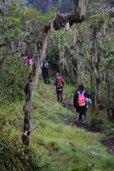 A group of hikers in the panoramic mountain landscapes in rural Uganda, Rwenzori Mountains National Park 